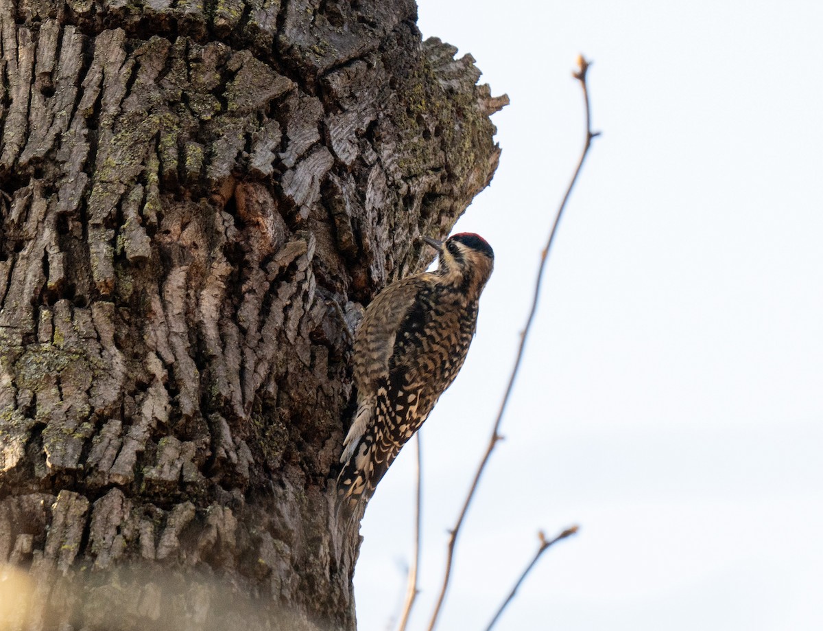 Yellow-bellied Sapsucker - ML645754342
