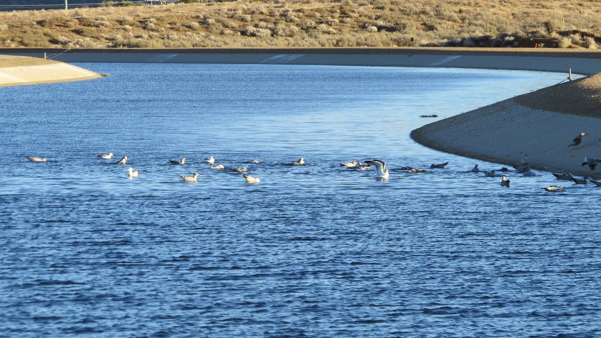 чайка sp. - ML645754343