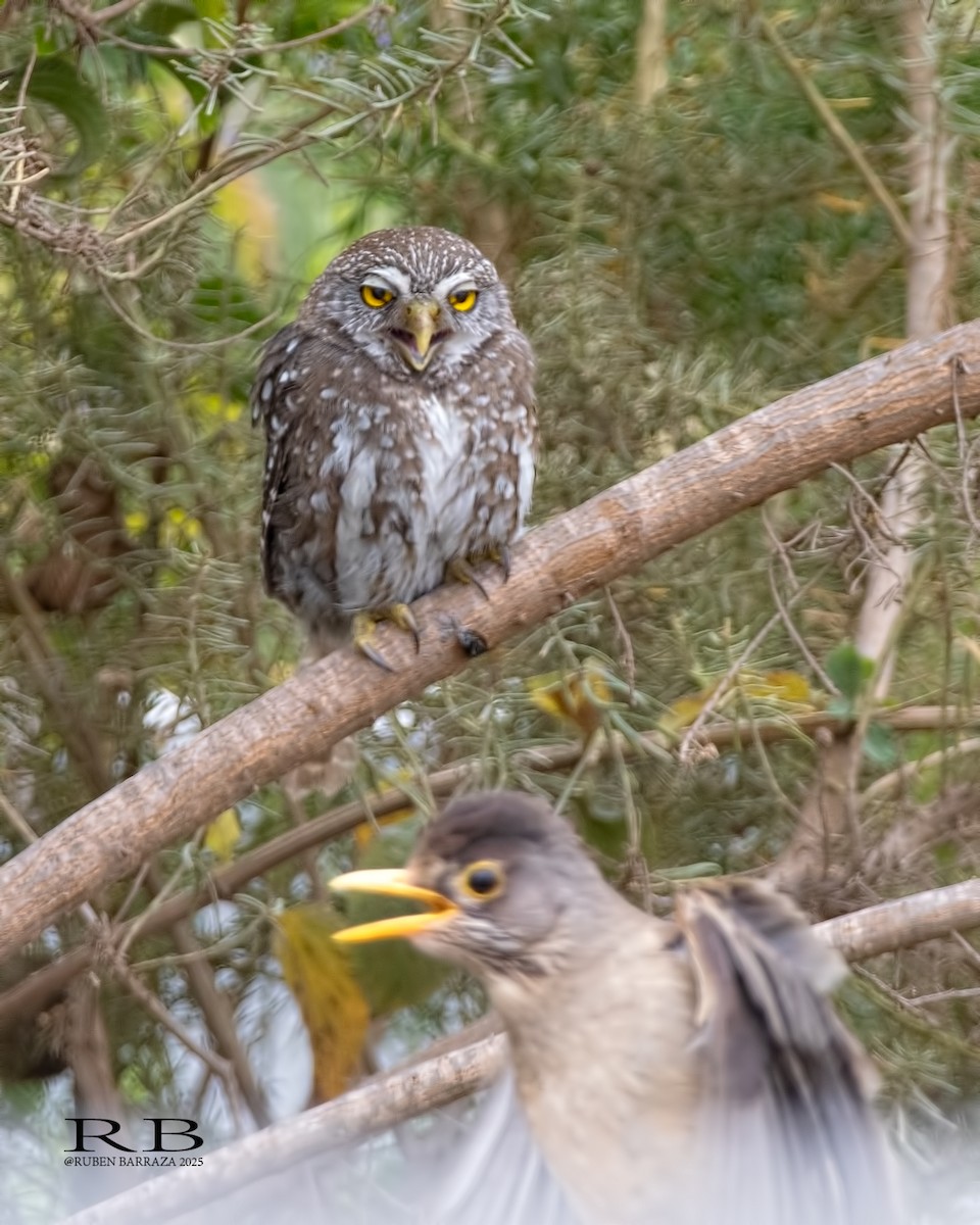 Austral Pygmy-Owl - ML645754346