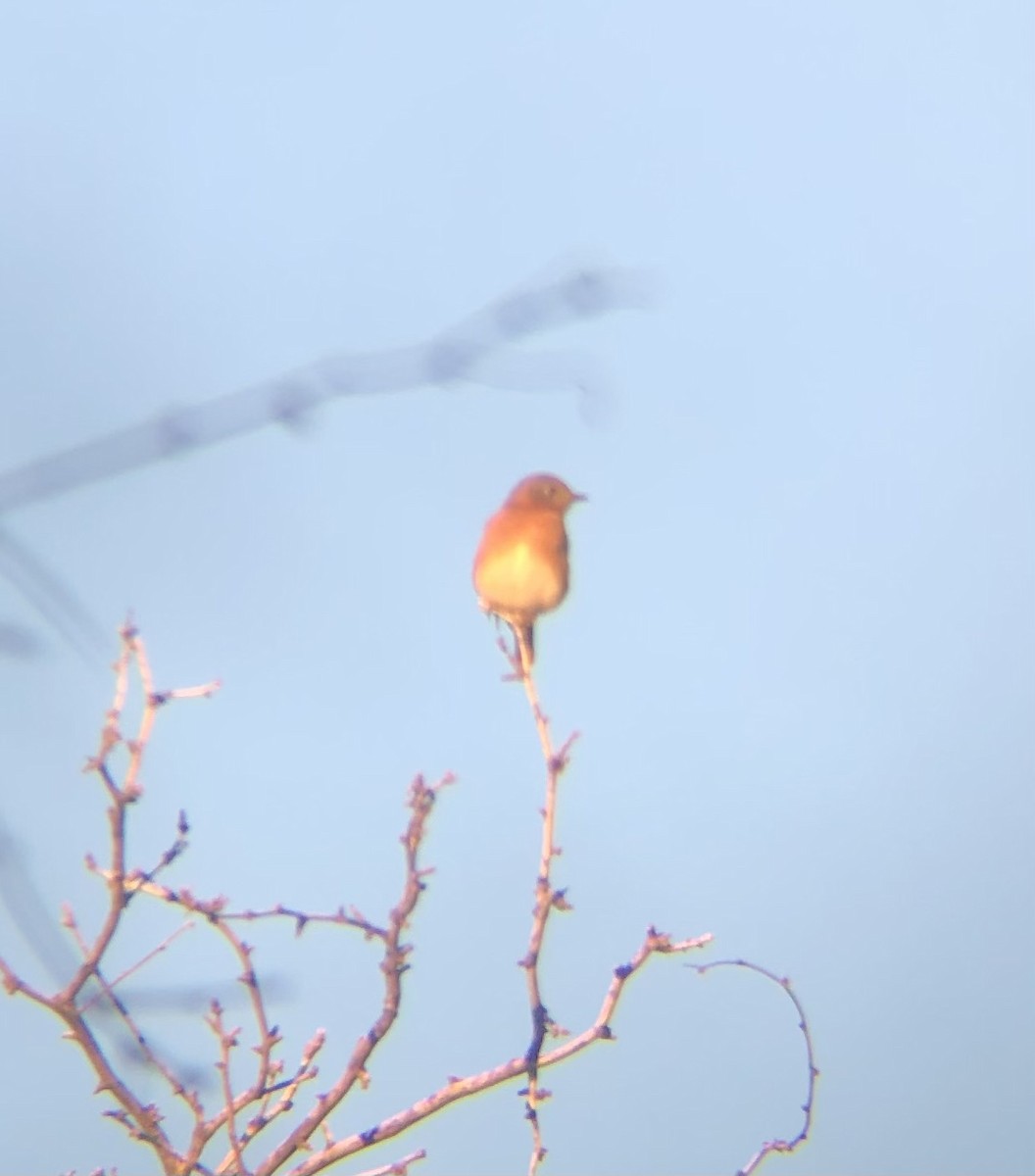 Eastern Bluebird (Eastern) - ML645754353