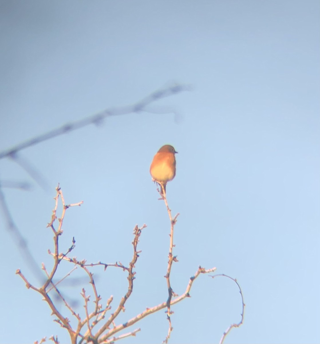 Eastern Bluebird (Eastern) - ML645754354