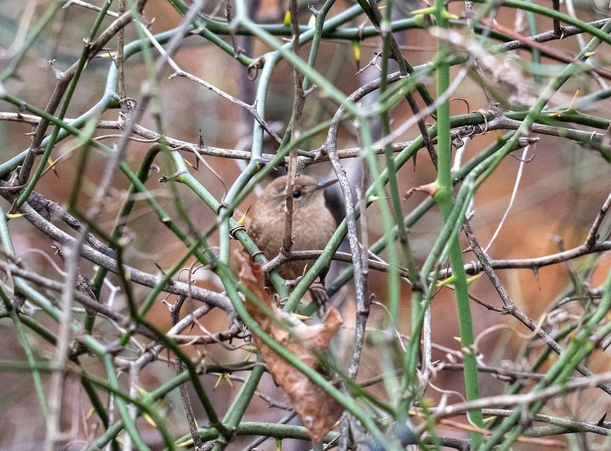 Winter Wren - ML645754355