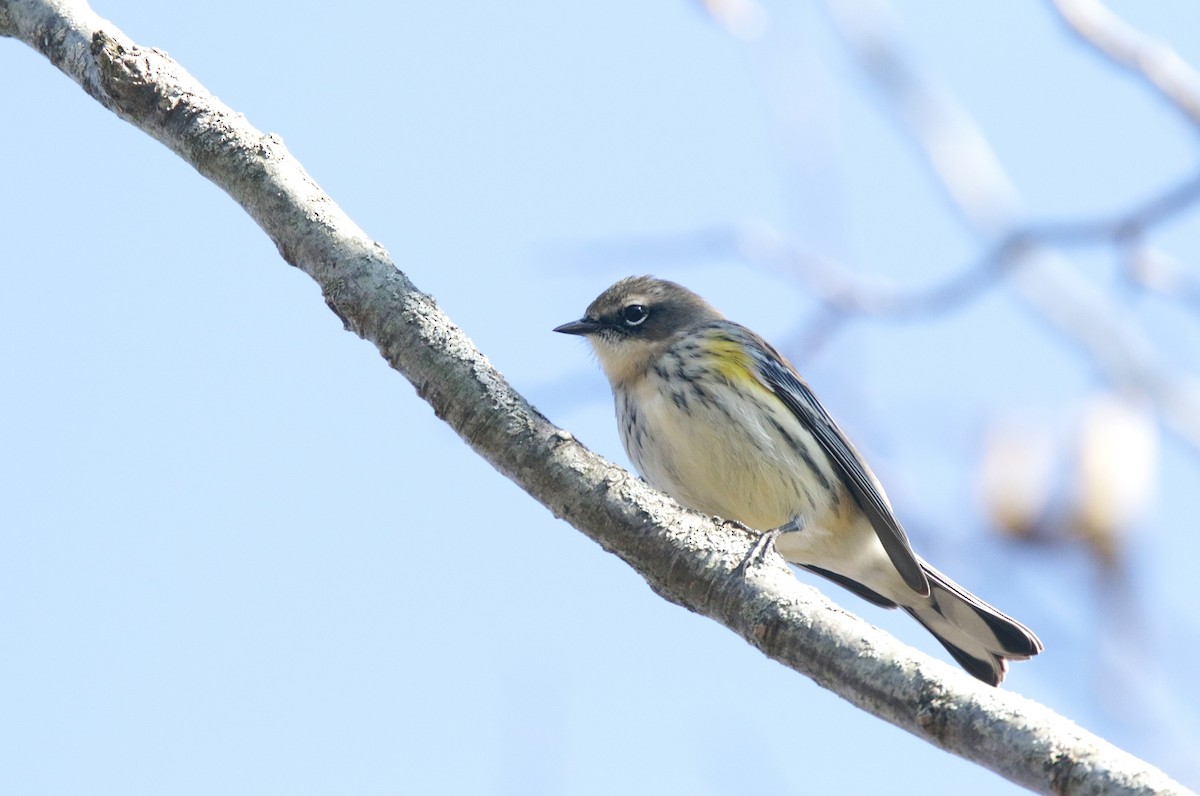 Yellow-rumped Warbler (Myrtle) - ML645754356