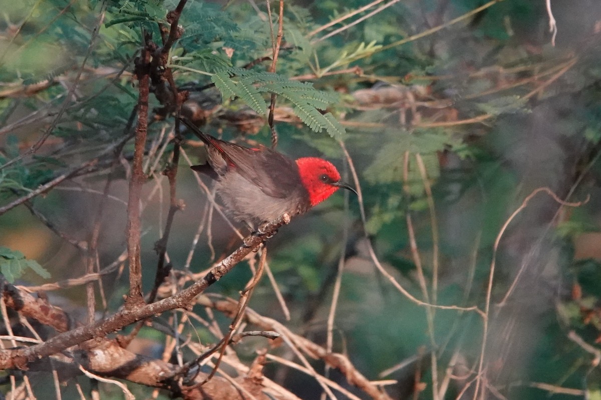 Rote Myzomela - ML645754359