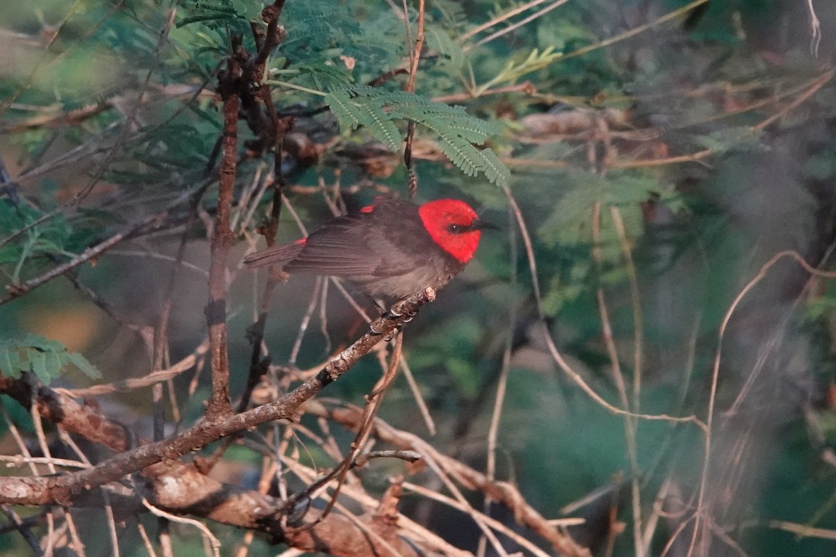 Rote Myzomela - ML645754360