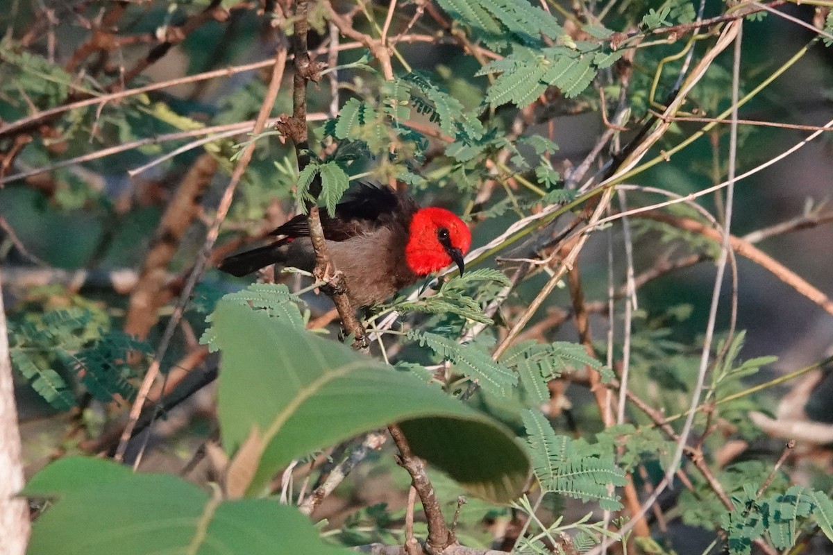 Rote Myzomela - ML645754361