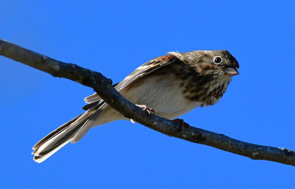 Vesper Sparrow - ML645754363