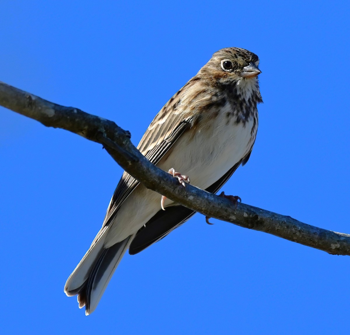 Vesper Sparrow - ML645754364