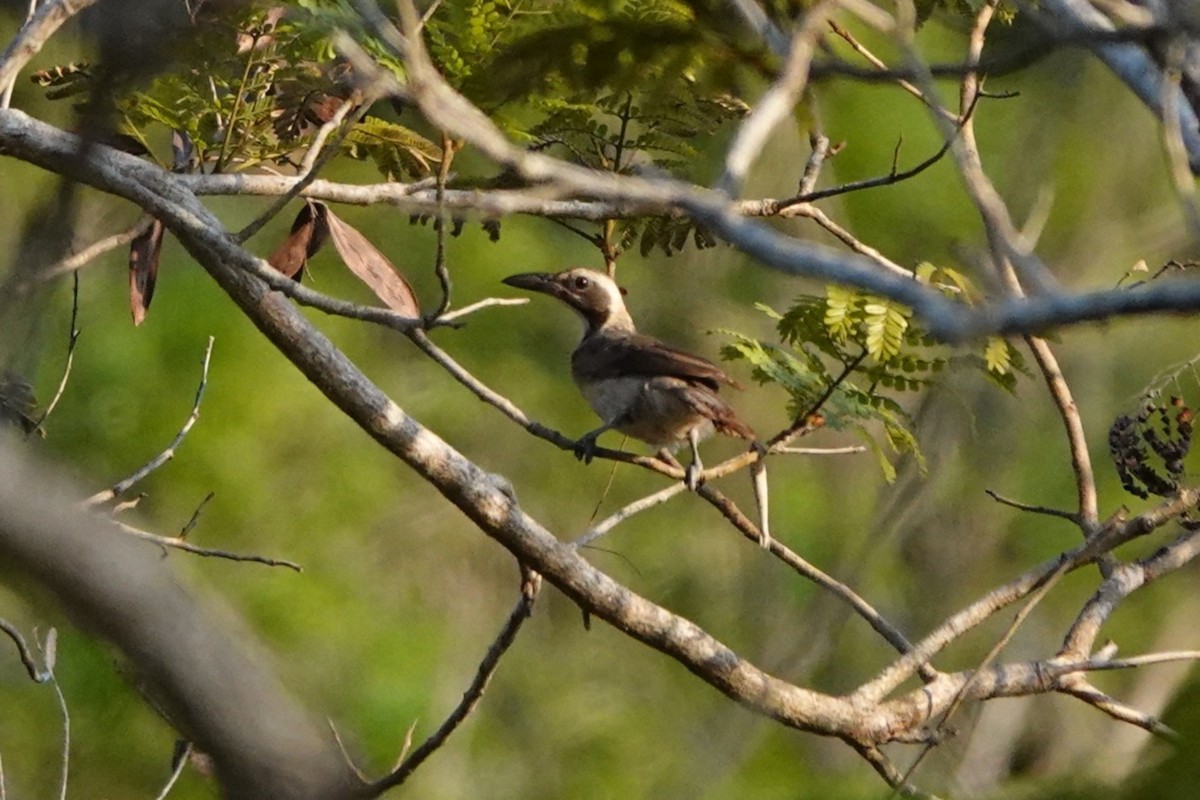 Timor Oriole - ML645754366