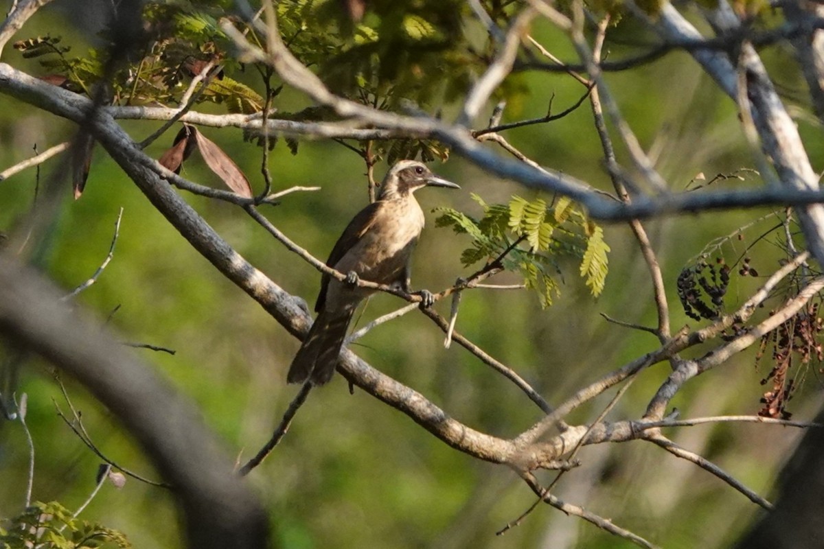 Timor Oriole - ML645754367