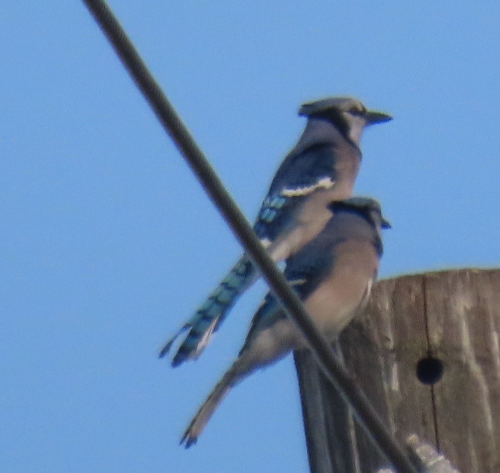 Blue Jay - ML645754369