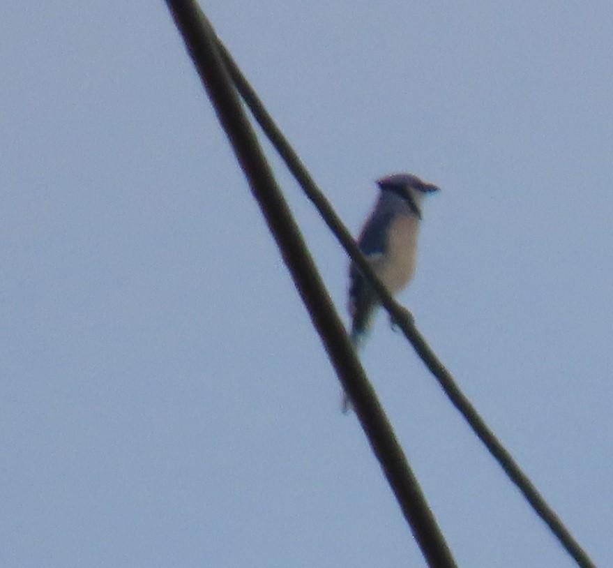 Blue Jay - ML645754370