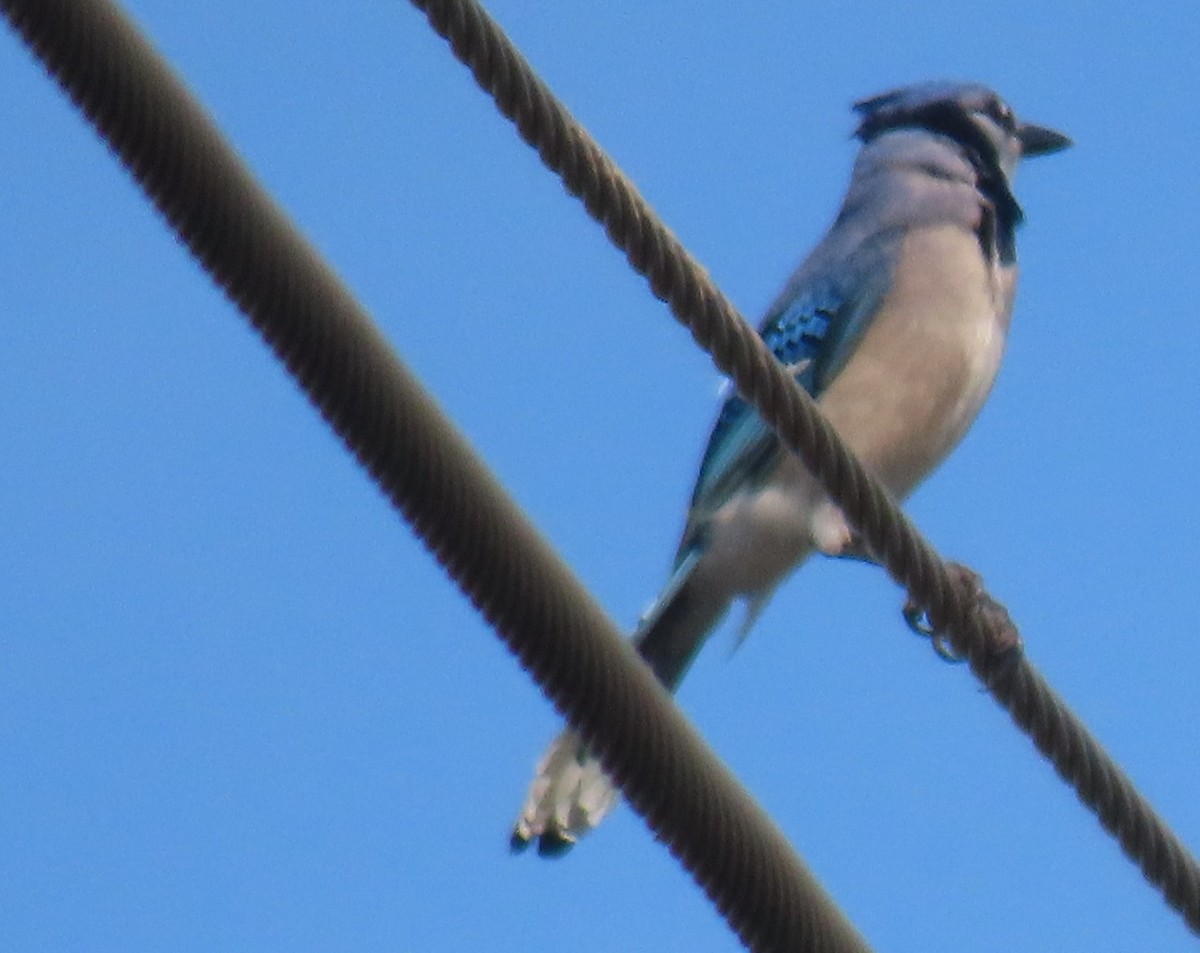 Blue Jay - ML645754371