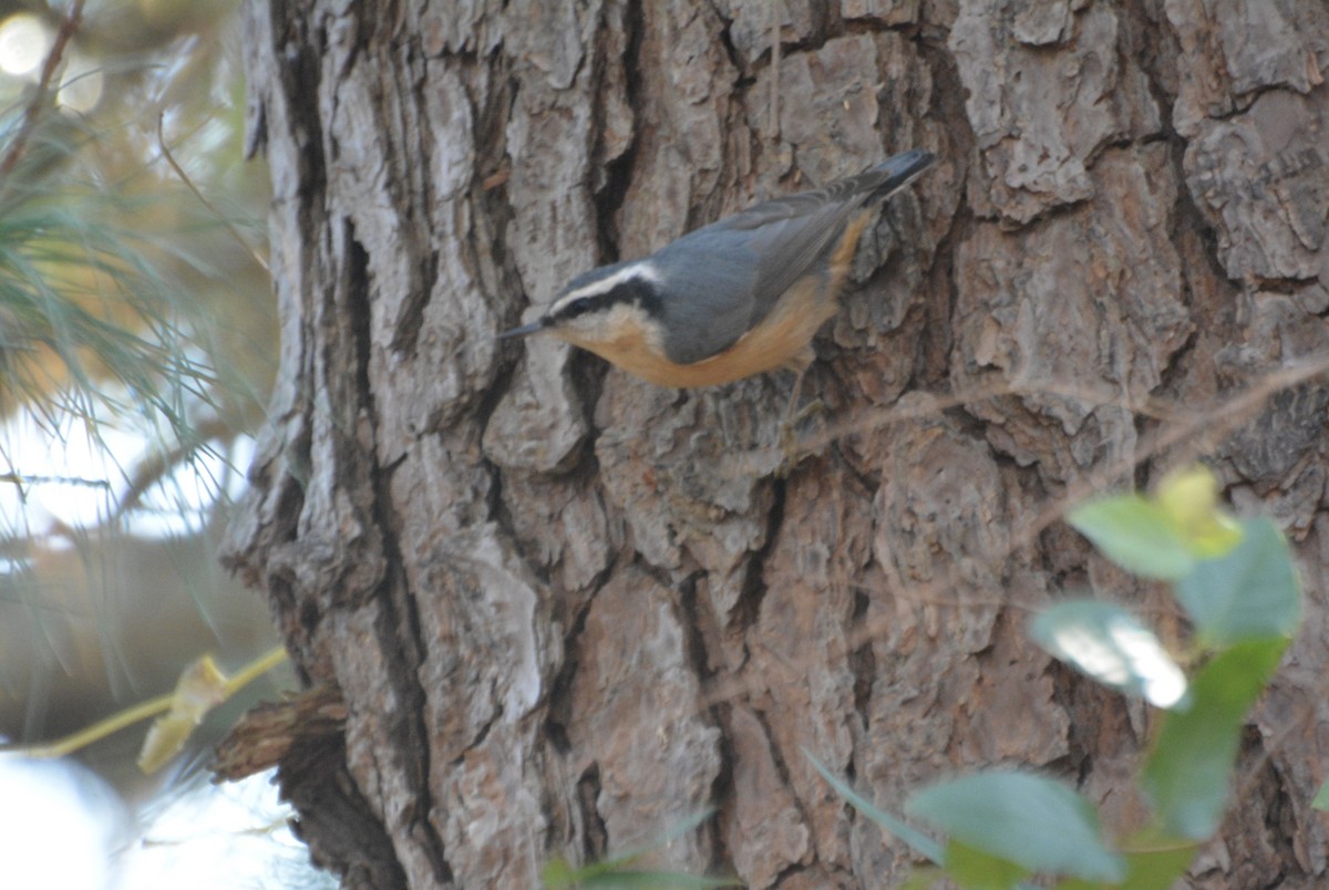 Red-breasted Nuthatch - ML645754373