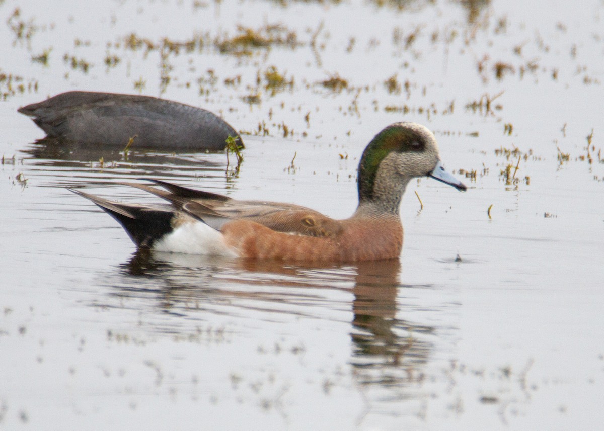 American Wigeon - ML645754374