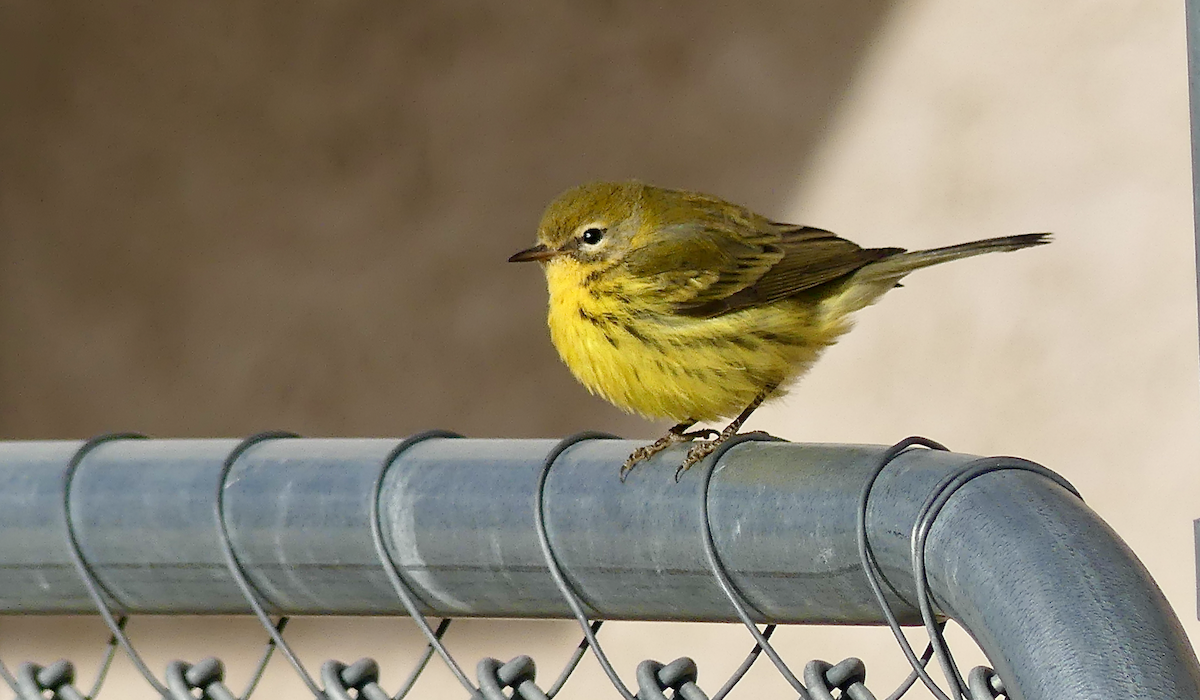 Prairie Warbler - ML645754380