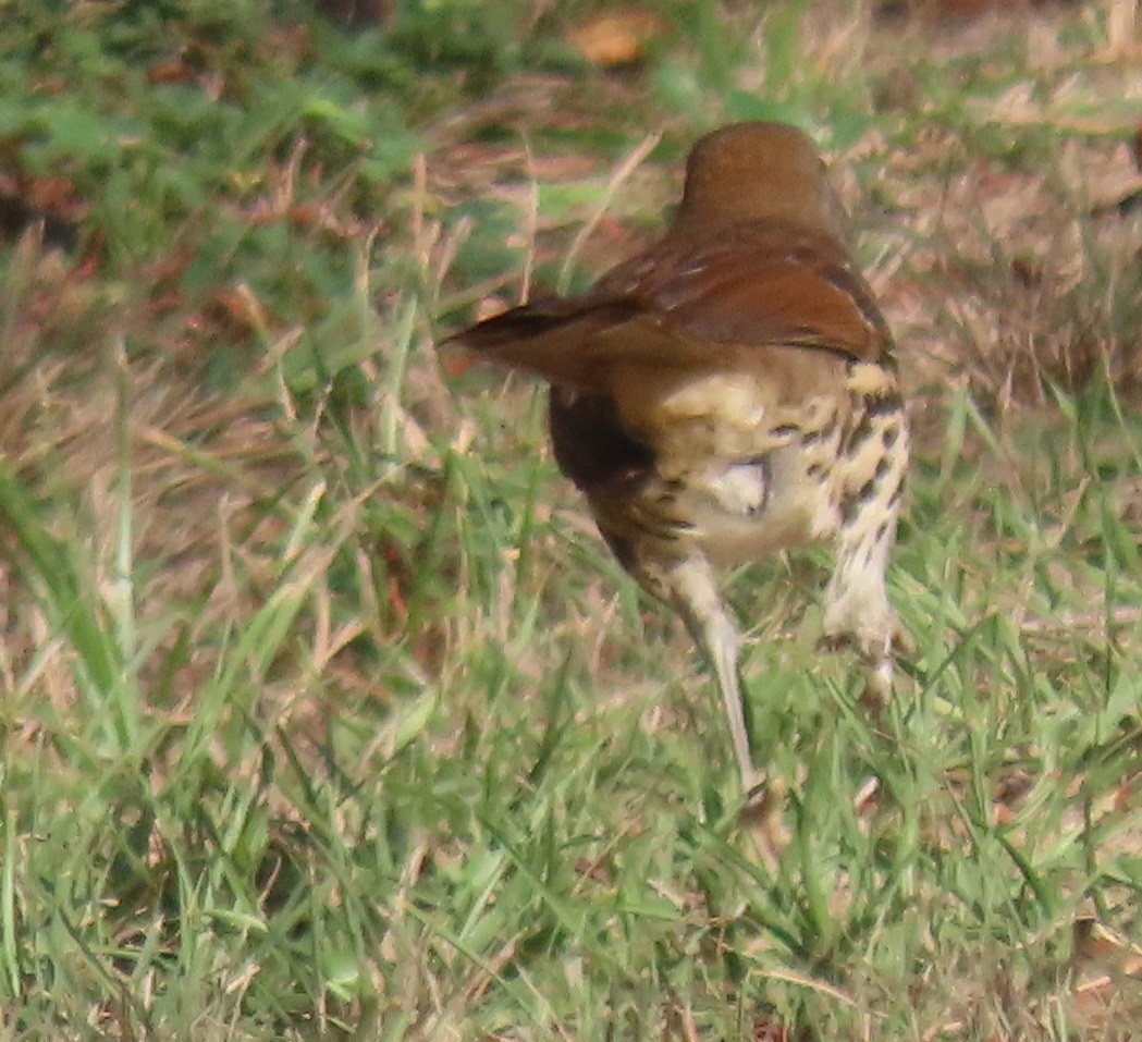 Brown Thrasher - ML645754386
