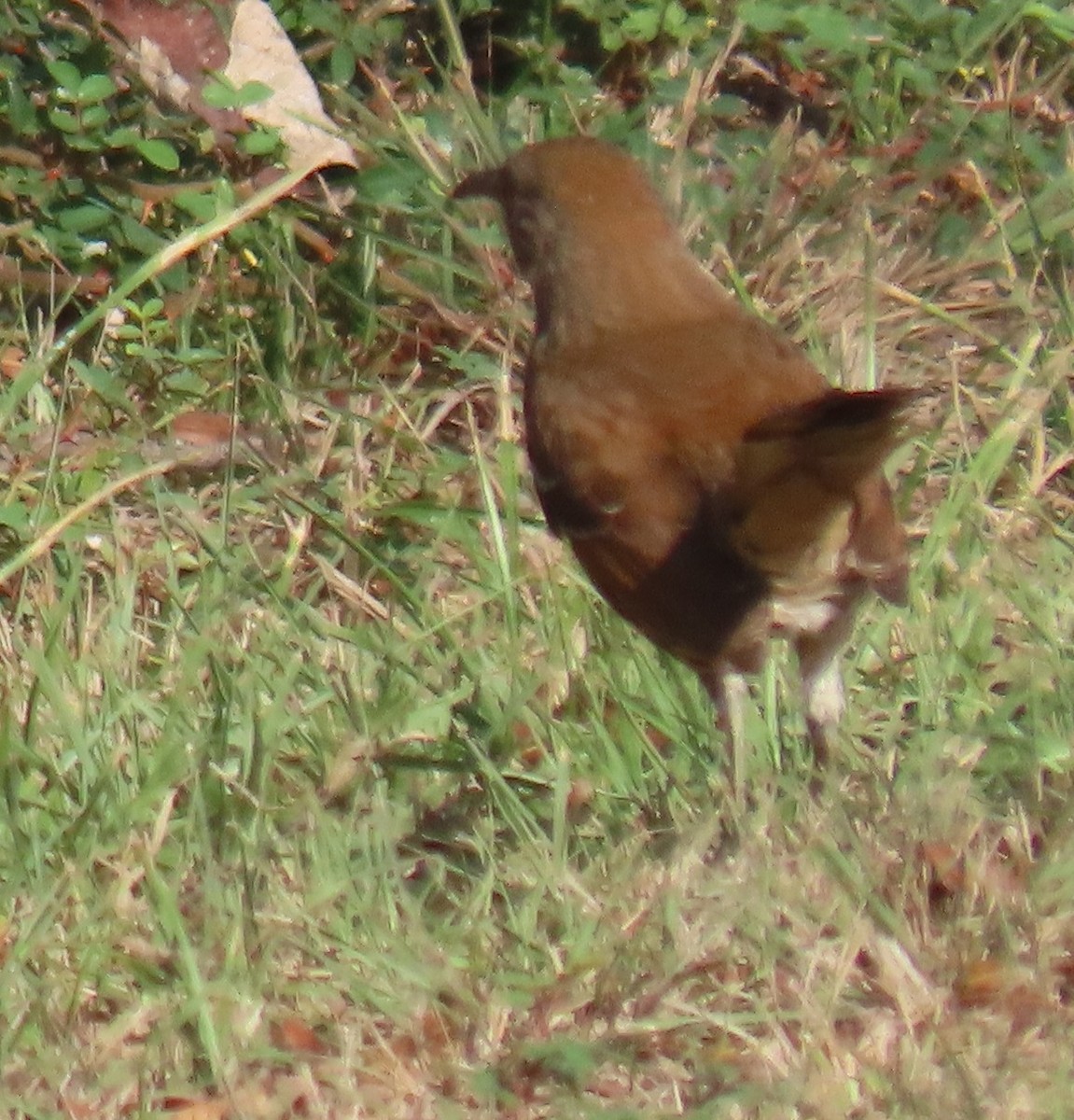Brown Thrasher - ML645754387