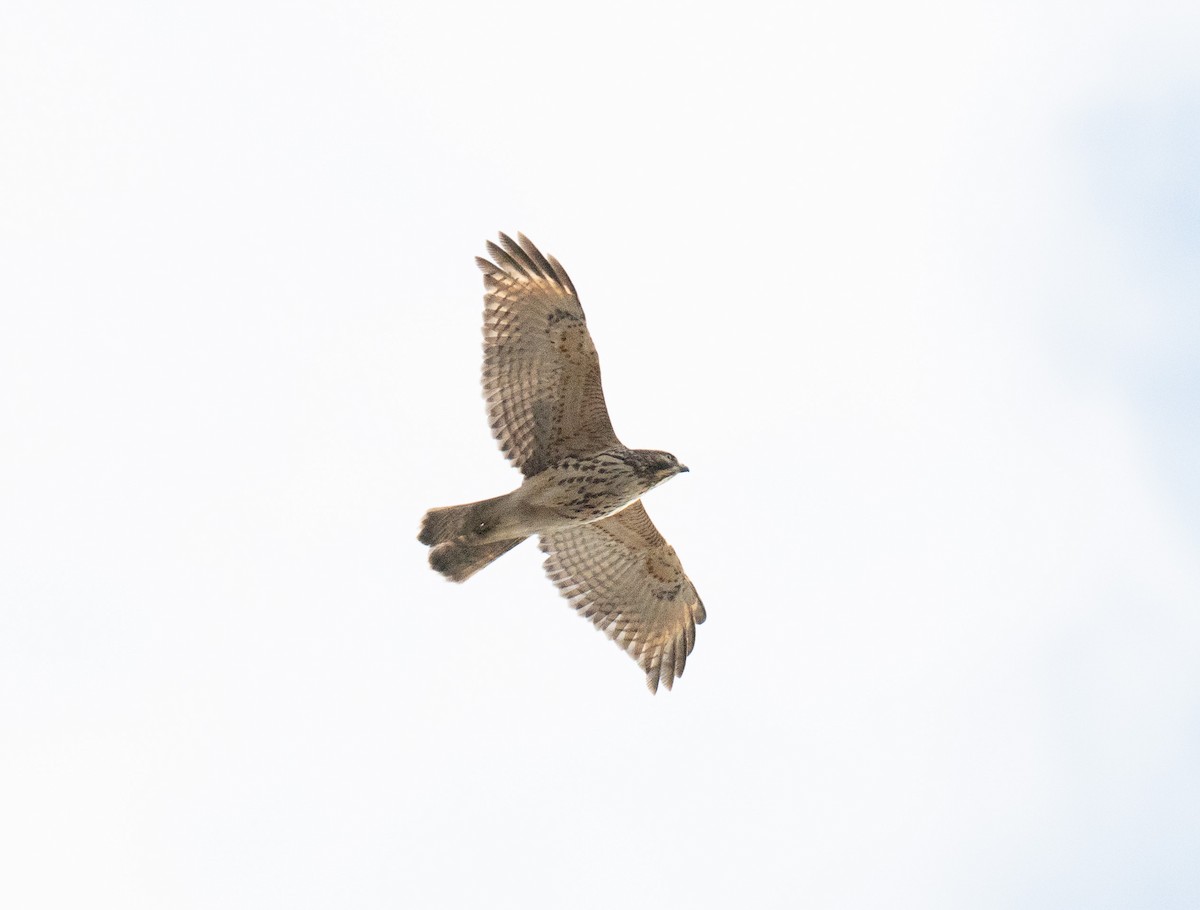Red-shouldered Hawk - ML645754388