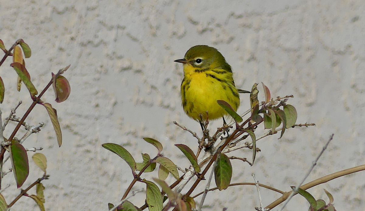 Prairie Warbler - ML645754389