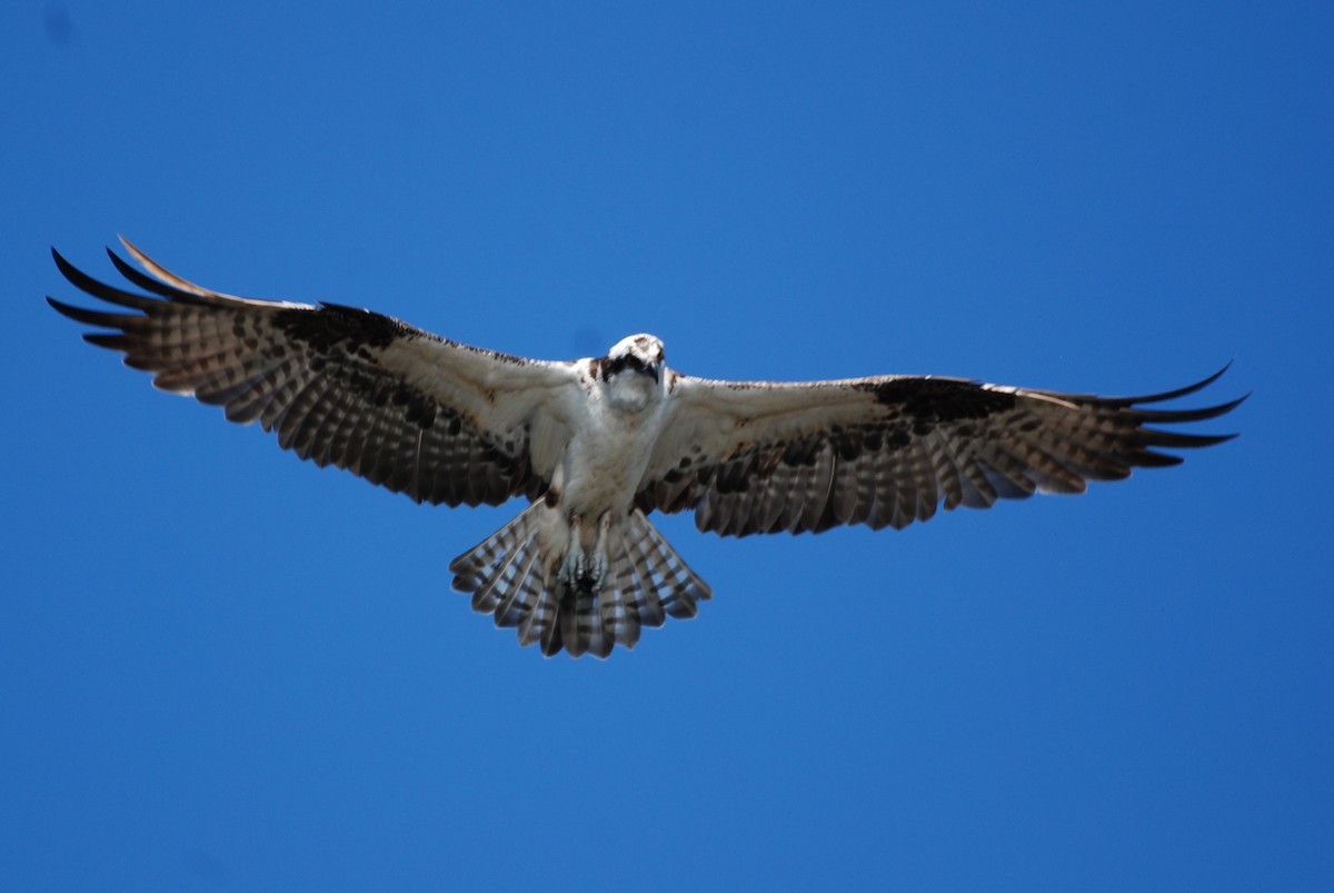 Osprey - ML645754391