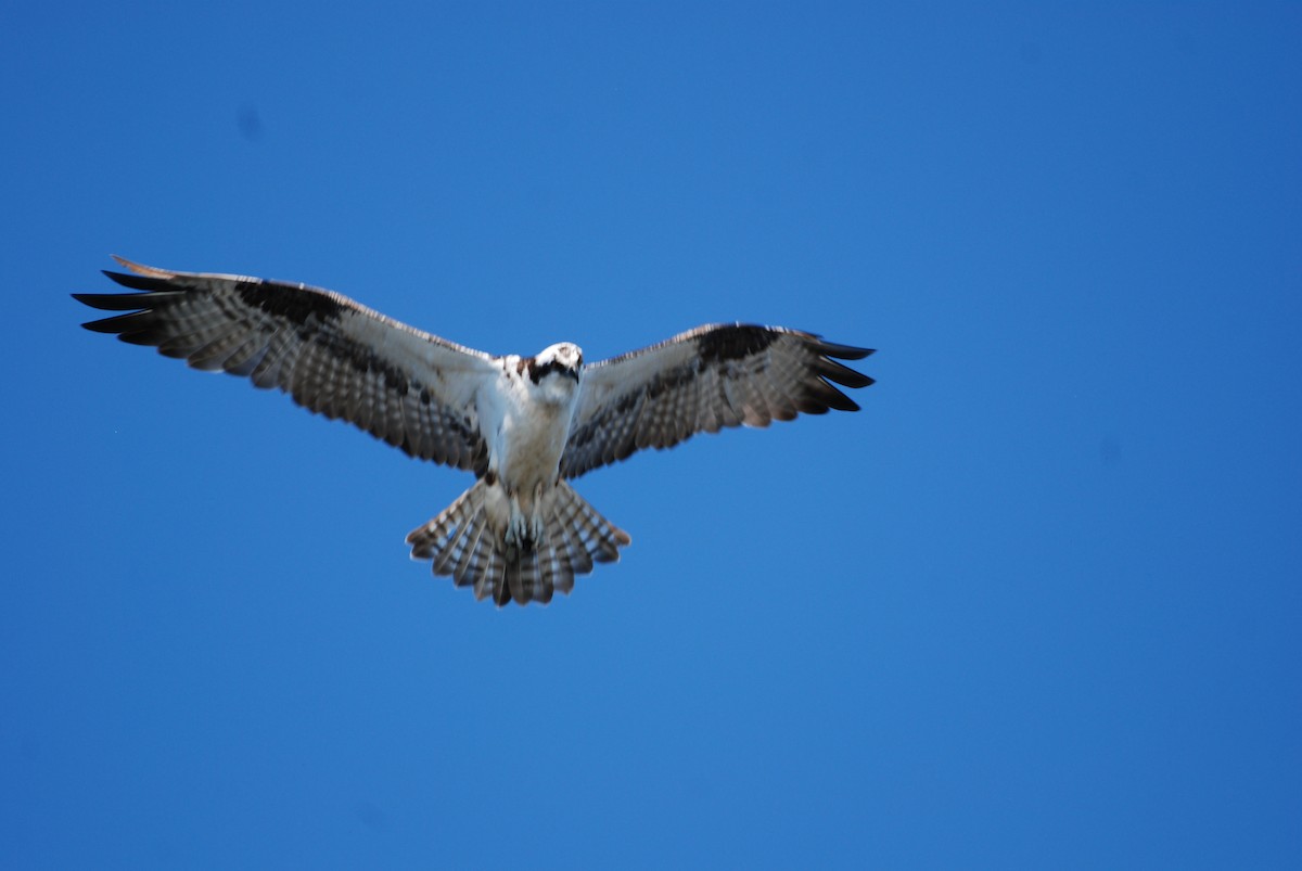 Osprey - ML645754393