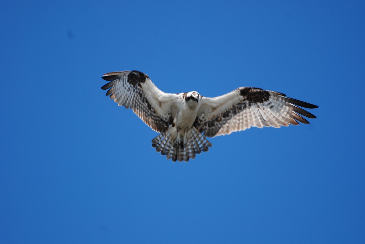 Osprey - ML645754394