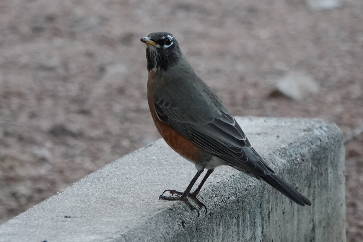 American Robin - ML645754395