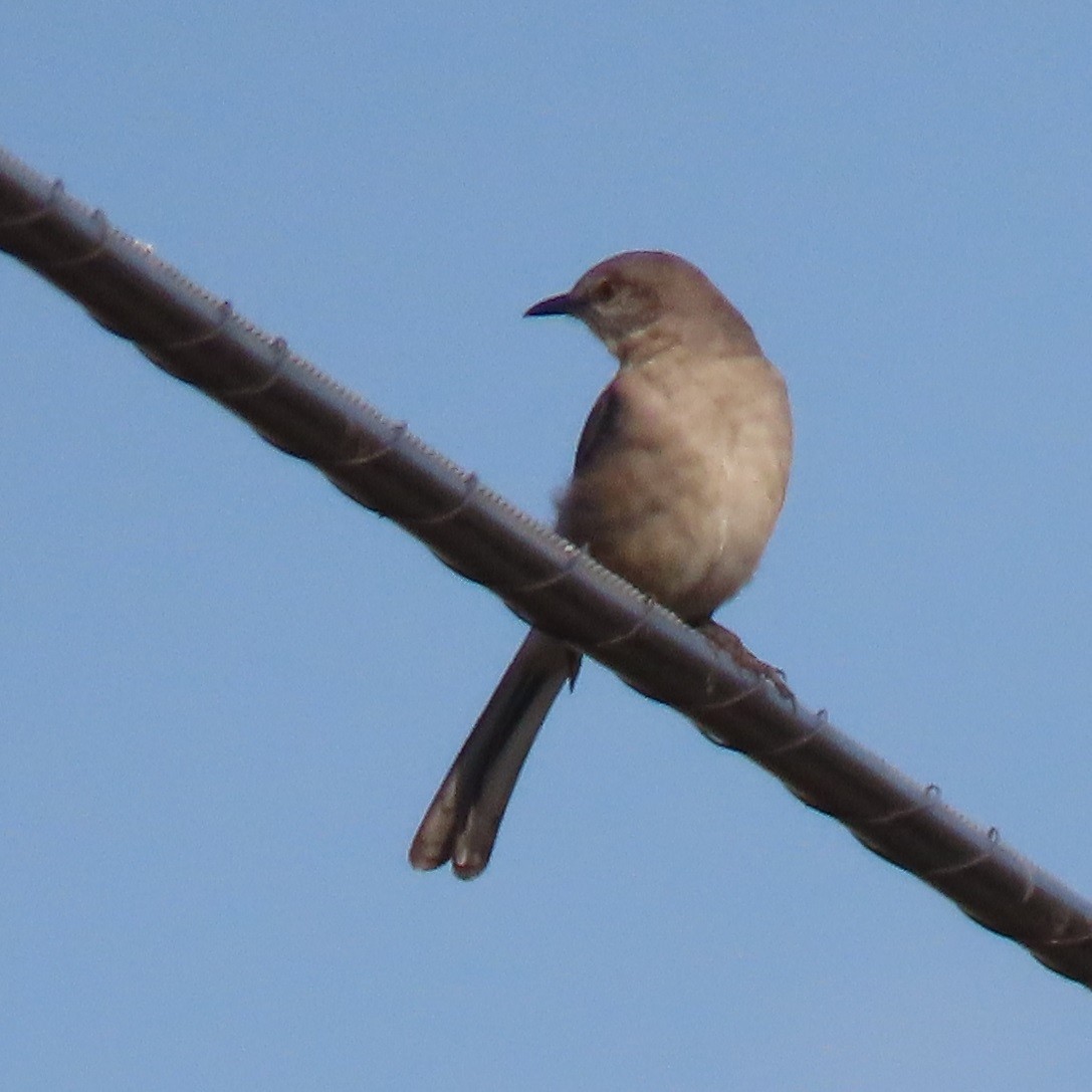 Northern Mockingbird - ML645754399
