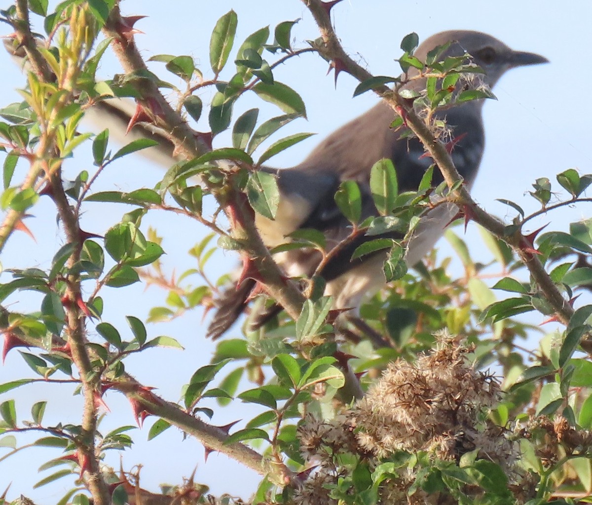 Northern Mockingbird - ML645754400