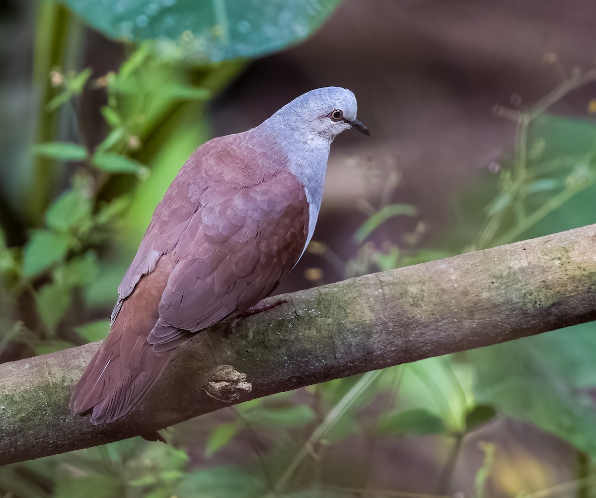 Pallid Dove - ML645754402