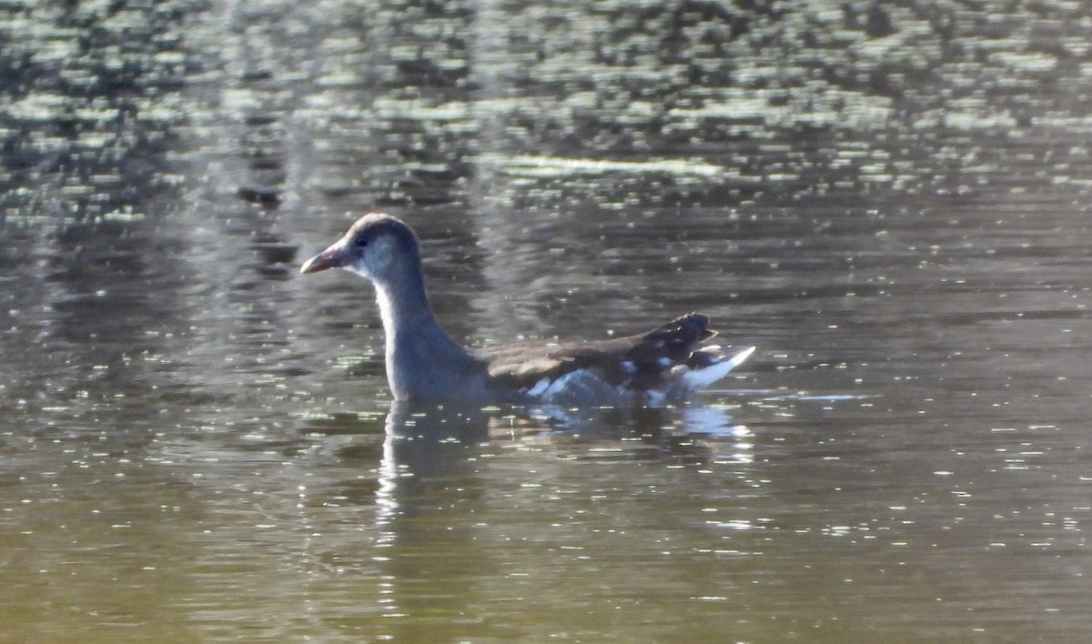 סופית אמריקנית - ML645754404