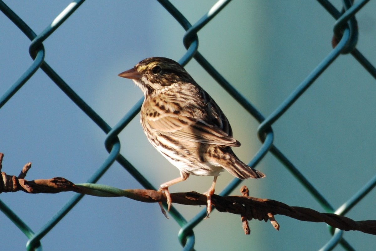 Savannah Sparrow - ML645754414