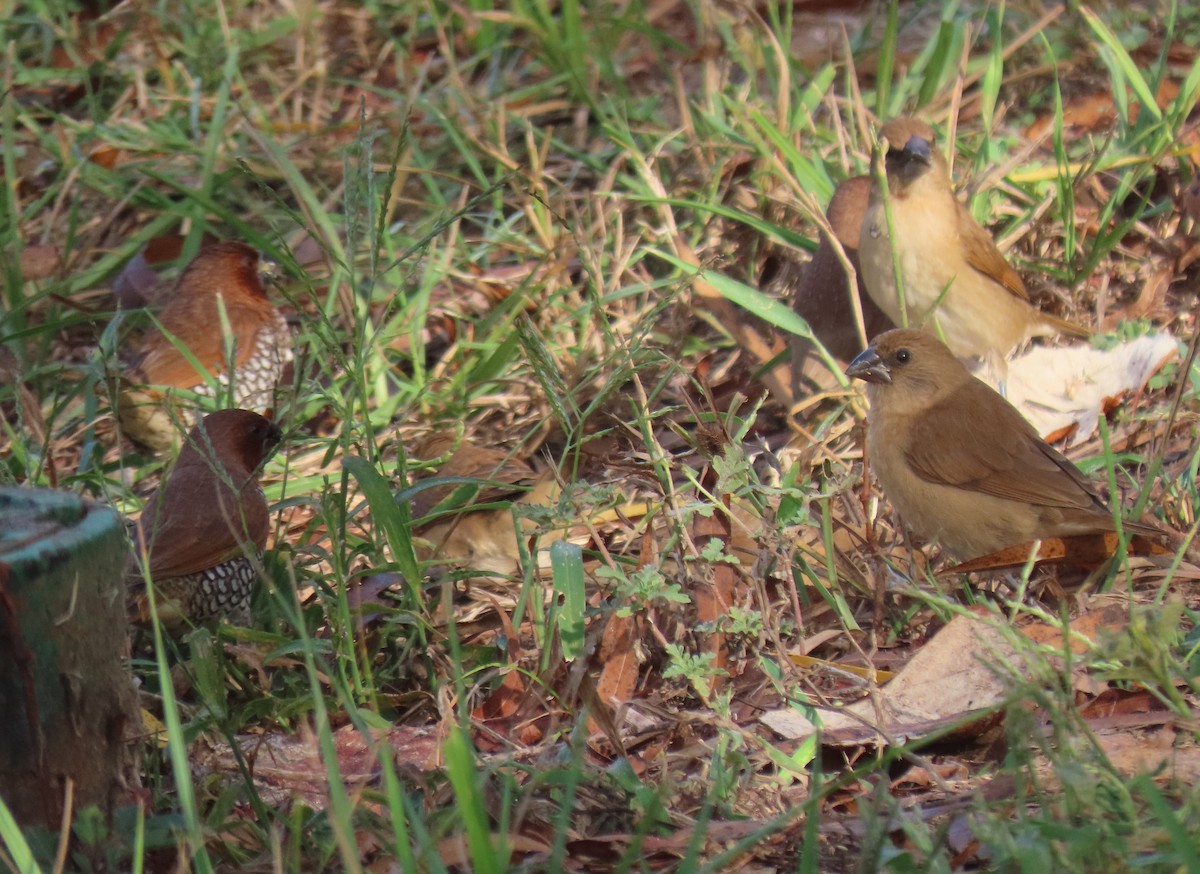 Scaly-breasted Munia - ML645754416