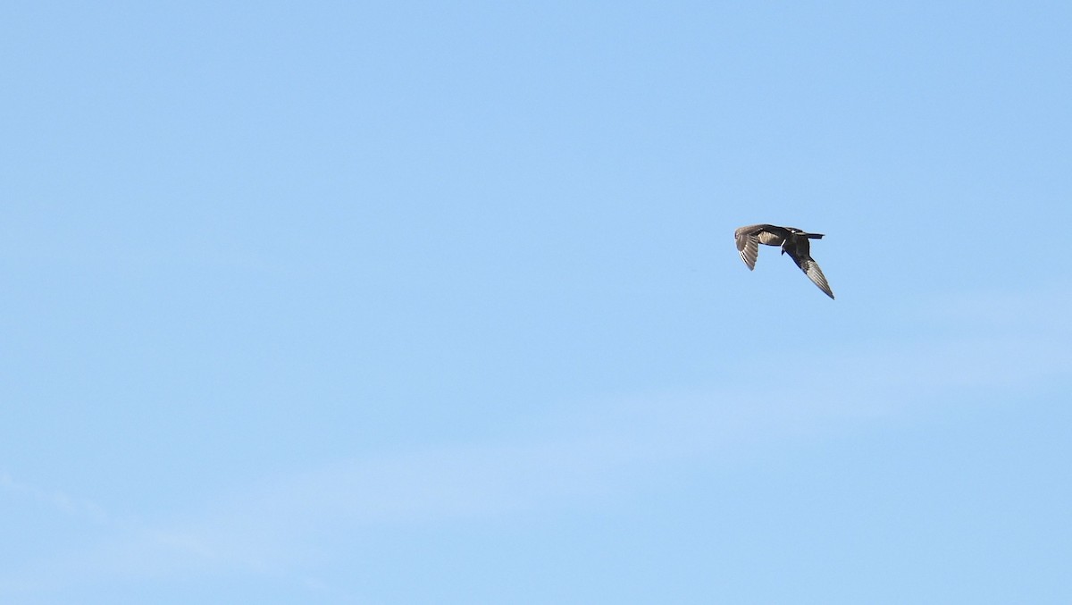 chaluha příživná - ML645754417