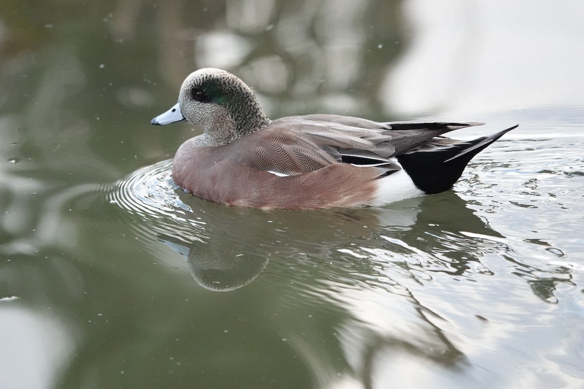 American Wigeon - ML645754423