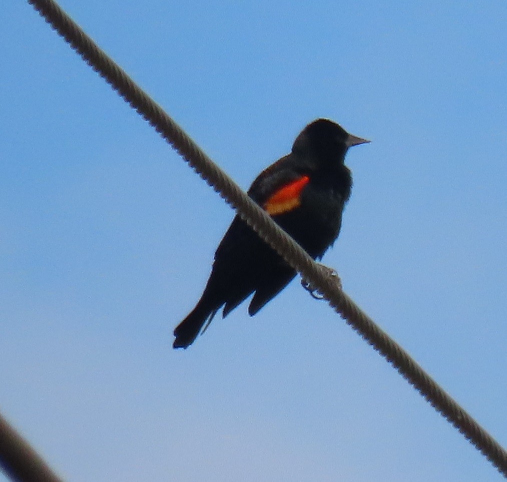 Red-winged Blackbird - ML645754427