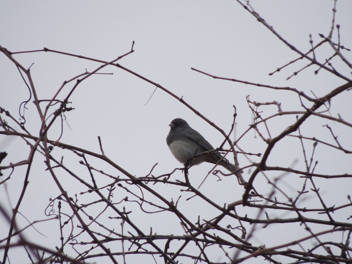 Dark-eyed Junco - ML645754431