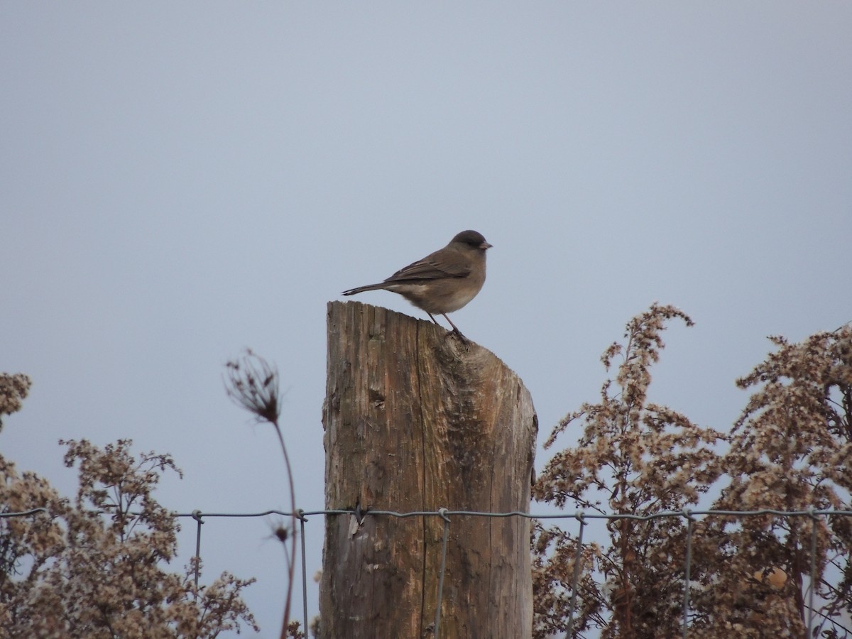 Dark-eyed Junco - ML645754432