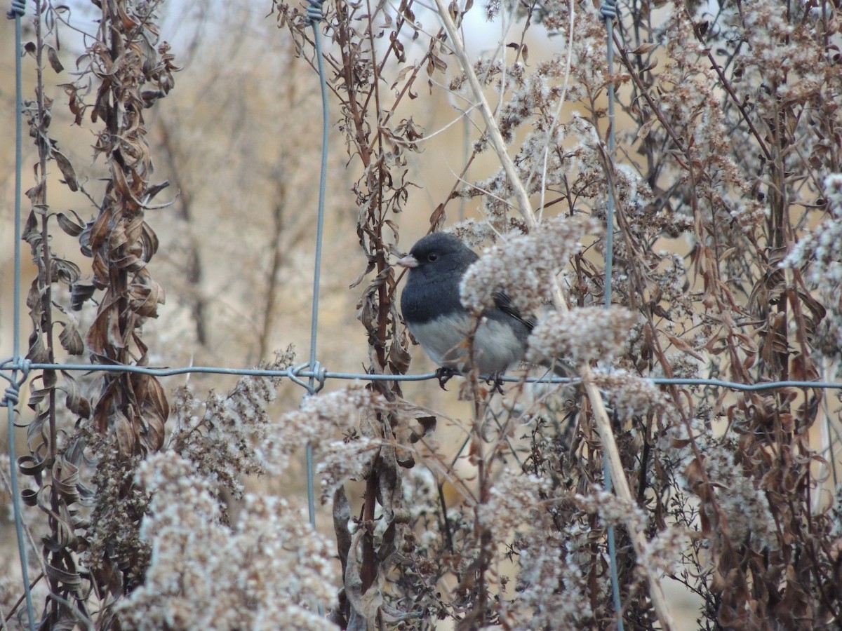 Dark-eyed Junco - ML645754433