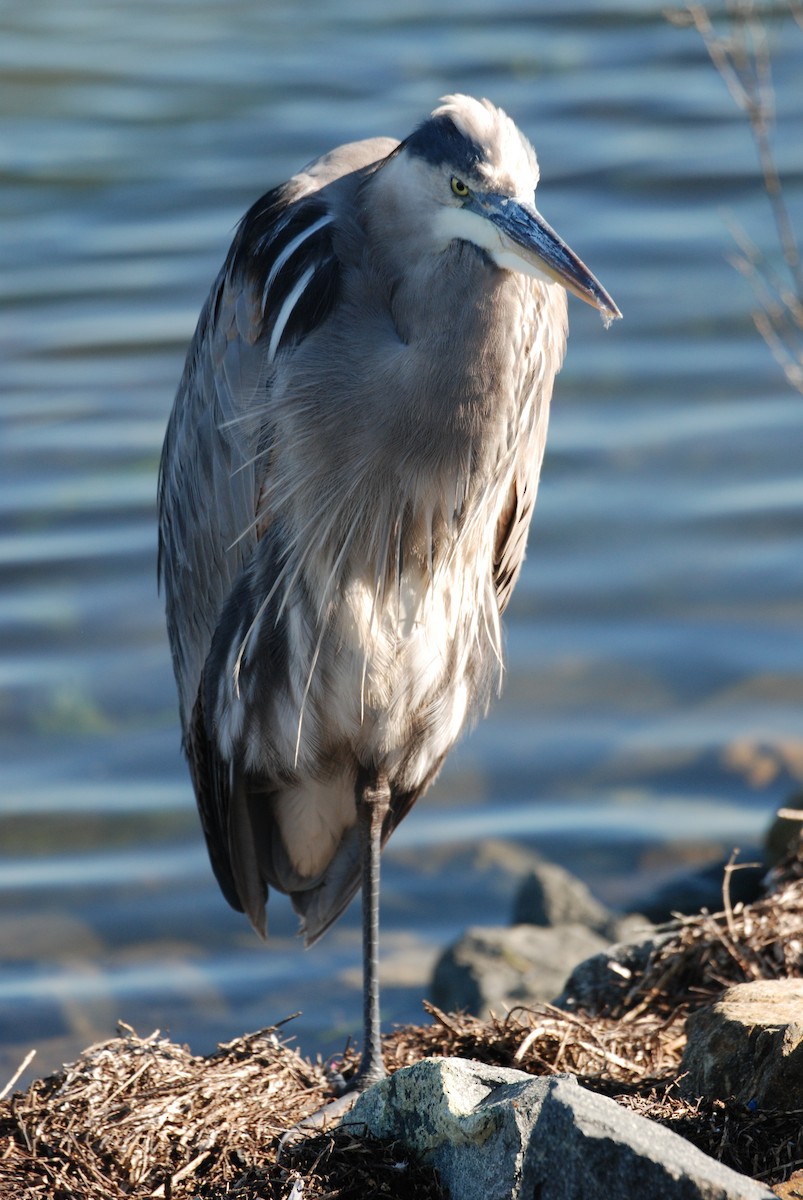 Great Blue Heron - ML645754438
