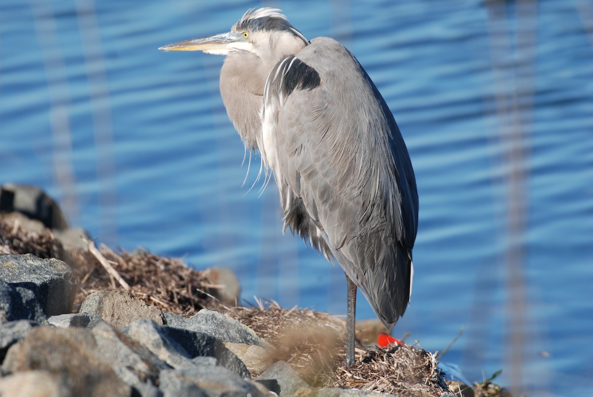 Great Blue Heron - ML645754439