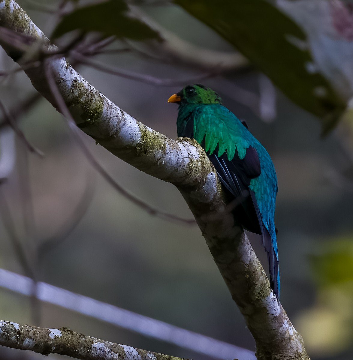 Golden-headed Quetzal - ML645754446