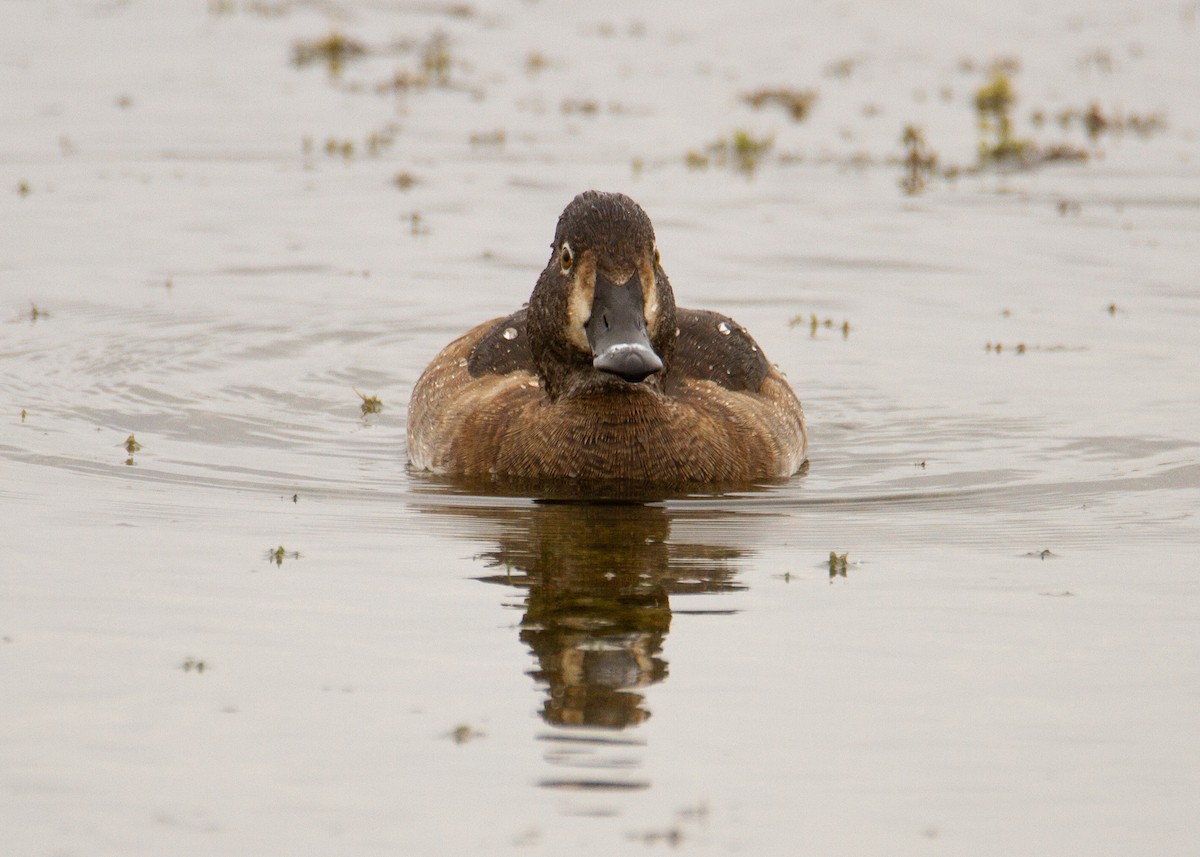 Ring-necked Duck - ML645754449