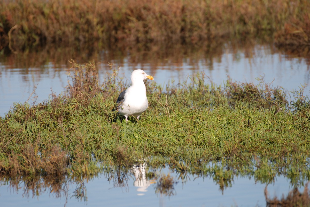 Western Gull - ML645754455