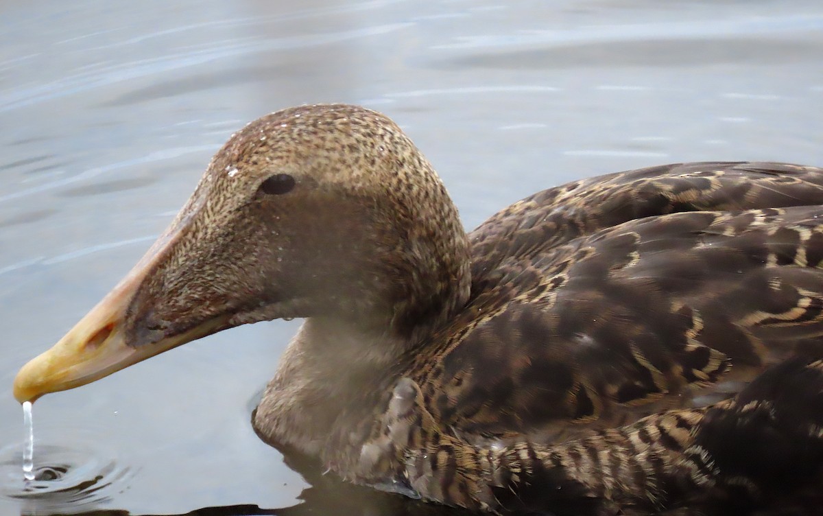 Pufla (v-nigrum) - ML645754456