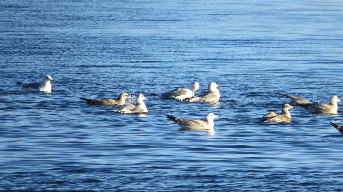 чайка sp. - ML645754460