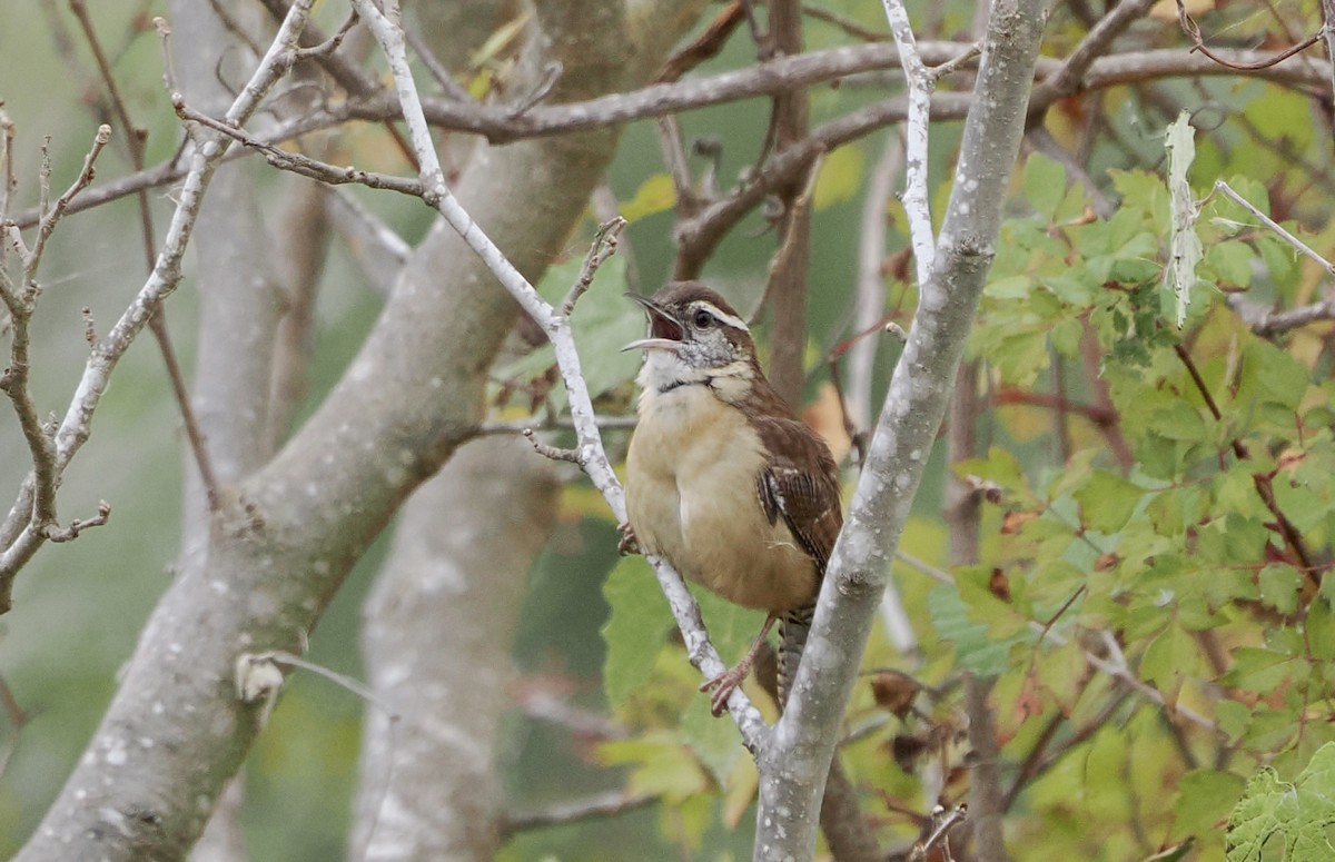 Carolina Wren - ML645754462