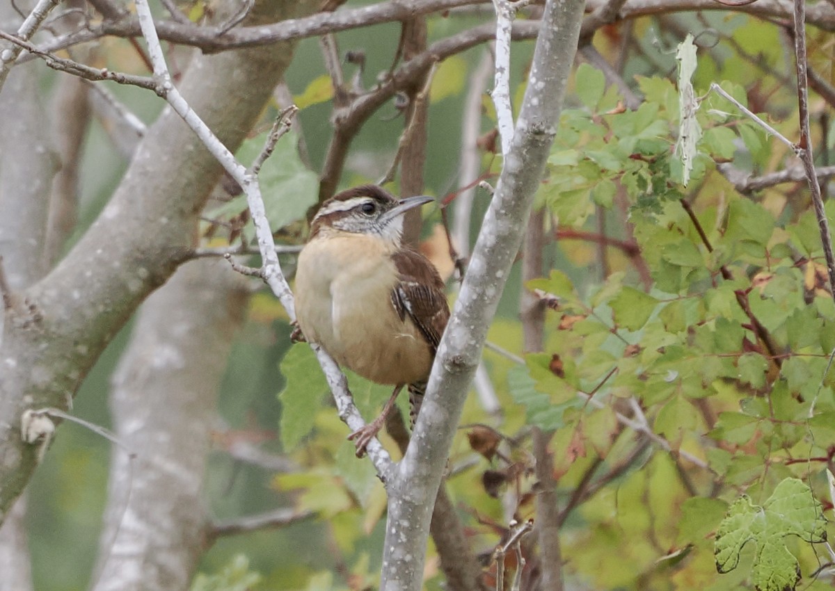 Carolina Wren - ML645754463