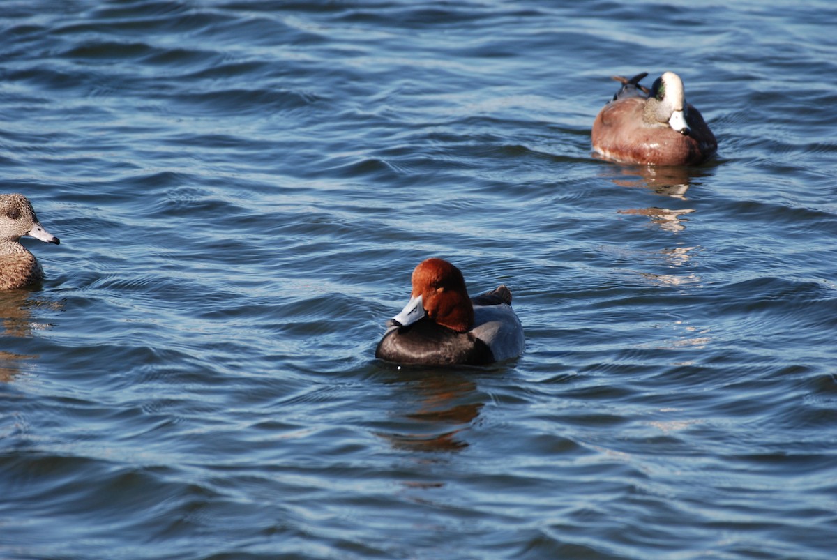 American Wigeon - ML645754475